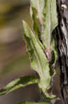 Maryland goldenaster